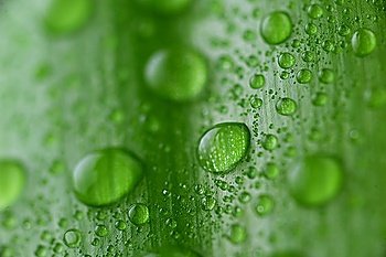 bright green leaf and water drop  close up