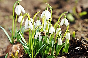 Fresh snowdrop flowers having just grown from earth
