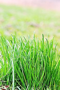 Green grass on  spring field