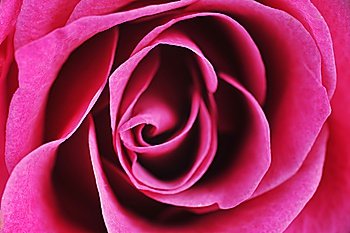 pink rose  close up macro