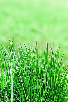 Green grass on  spring field