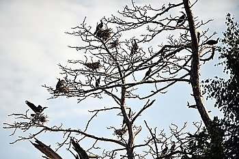 Cormorants roosting on a branch of a dead tree on background  evening sky