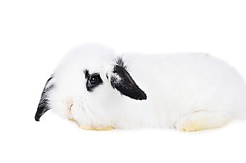 Small beautiful rabbit  on  white background