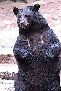 black bear at  zoo. summer season.