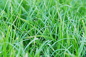 fresh green grass closeup outdoor