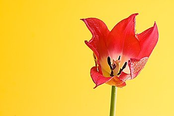 red tulip on yellow background