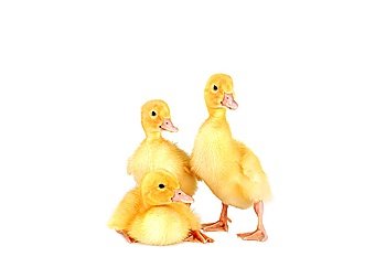 three little yellow fluffy ducklings  isolated