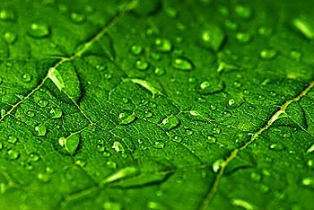 green leaf with water drops close up