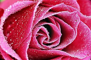 pink rose close up macro