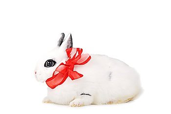 Small beautiful rabbit with  red ribbon on  white background