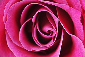 pink rose  close up macro