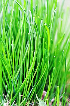 green fresh grass close up
