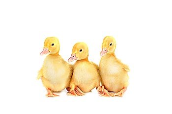 three little yellow fluffy ducklings  isolated