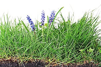 Growing hyacinth flower in  green grass