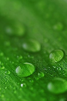 bright green leaf and water drop  close up