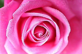 blossom beautiful pink rose close up