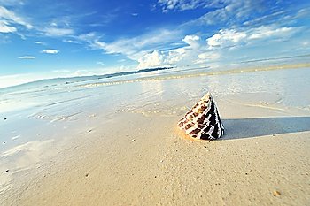 Shell on a beautiful beach