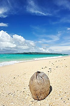 Coconut on beautiful wild beach at remote island, Philippines