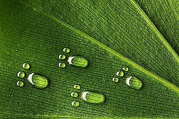 Beautiful water footprint drops on a leaf close-up