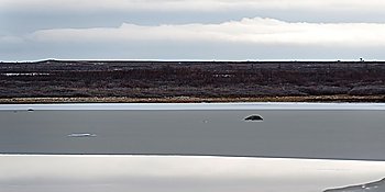 Frozen tundra landscape, Churchill, Manitoba, Canada