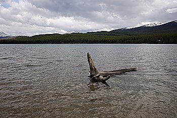 Driftwood in Maligne Lake, Jasper National Park, Alberta, Canada