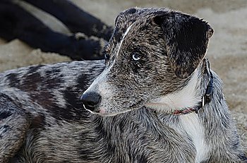 Close-up of a dog, Sayulita, Nayarit, Mexico