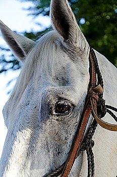 Close-up of a horse, Sayulita, Nayarit, Mexico