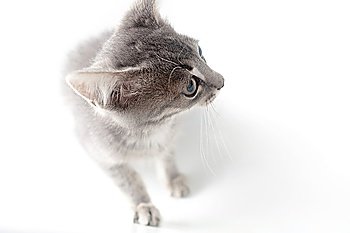 gray kitten on a white background