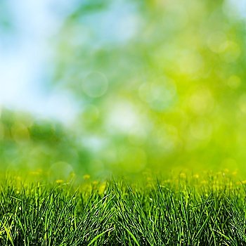 Green grass on the meadow, environmental backgrounds