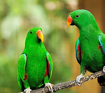 Beautiful couple of green eclectus parrots