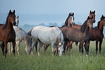 Bevy of wild horses on the meadow