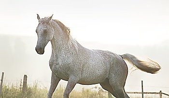 White, strong horse on true freedom