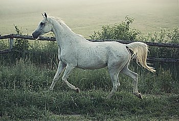 Picture of white horse with rular landscape in background