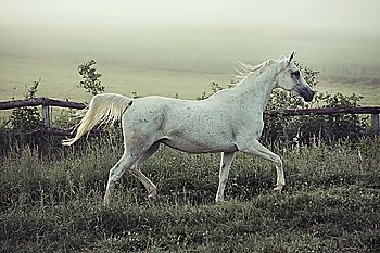 Spotted white horse in running pose