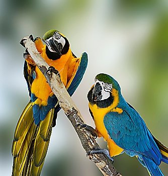 Two Blue Macaw Parrots Perching