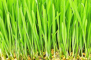 Close up of green grass