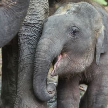 Close-up of elephant calf with its mother, Koh Samui, Surat Thani Province, Thailand