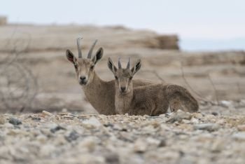 Nubian Ibex (Capra nubiana) in desert, Makhtesh Ramon, Negev Desert, Israel