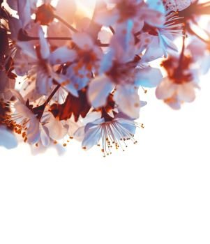 Cherry tree blooming border over white sky background, beautiful spring sunny day, blossoming of fruit tree, gentle beauty nature
. Cherry tree blooming border