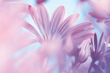 Dreamy floral background, fine art, soft focus photo of a beautiful gentle pink daisy flowers, beauty of wild chamomiles, amazing nature of spring season
. Dreamy floral background