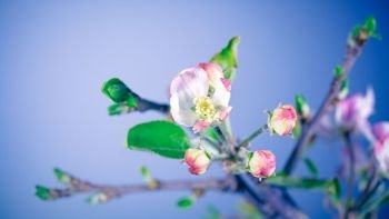 Gentle apple tree flowers over blue sky background, beauty of spring nature, season of blooming of fruits trees, orchard blossoming
. Gentle apple tree flowers
