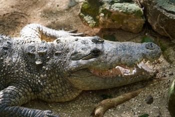 Crocodile in Mexico Riviera Maya on soil