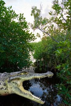 Mangroove crocodile photomount in Riviera Maya lagoon of Mexico