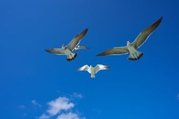 Seagulls sea gulls group flying on blue sky in Caribbean sea