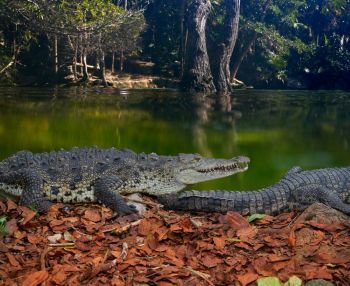 Crocodile in Mexico Riviera Maya lagoon photomount