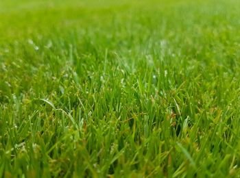 Close up of lawn in summer