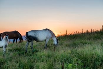 Horses grazing on a field at sunset. Horses grazing on a field