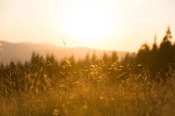 Dry grass on a field at sunset in the mountains with big shining sun. Dry grass on a field at sunset