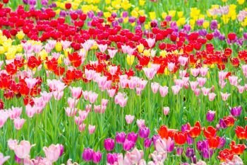 Beautiful colorful flowerbed of tulips in the park. Beautiful colorful flowerbed of tulips