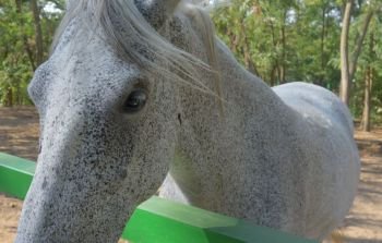 The dapple gray horse lipizzan at ranch
